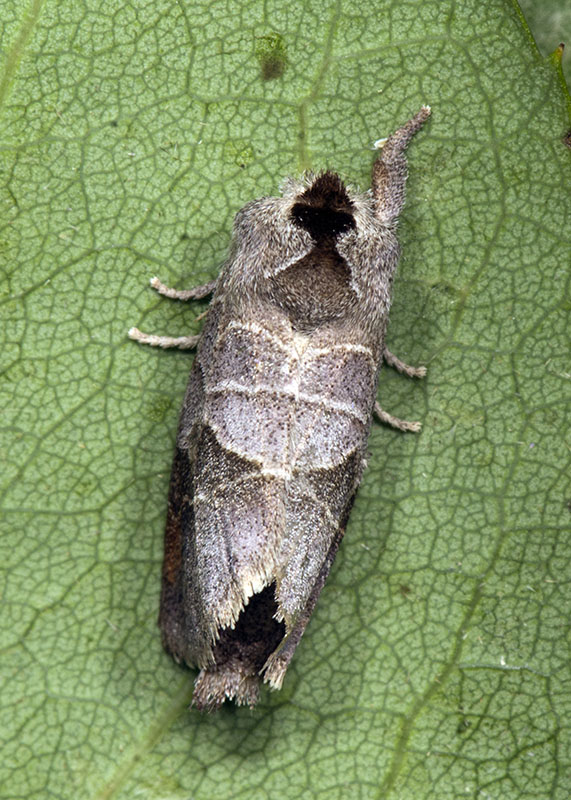 Clostera pigra - Notodontidae